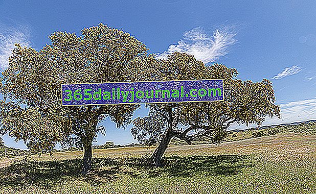 Holm Meşe (Quercus ilex)