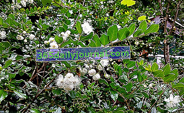 Mirto chileno (Luma apiculata) o Arrayán