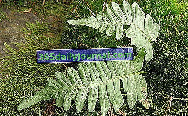 Helecho Polypodium (Polypodium vulgare), regaliz silvestre