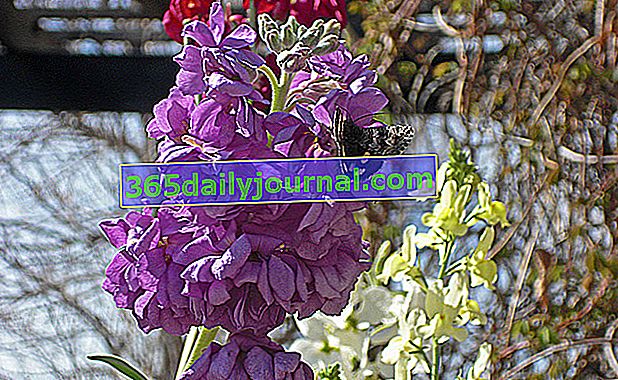 Карантинен цвете (Matthiola incana), лятно цвете