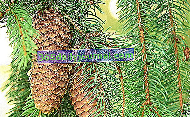 Abeto común (Picea abies) con conos colgantes