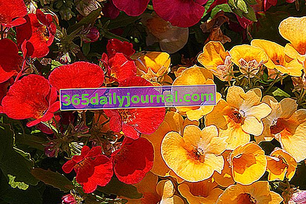 Flor: Nemesia caeruela