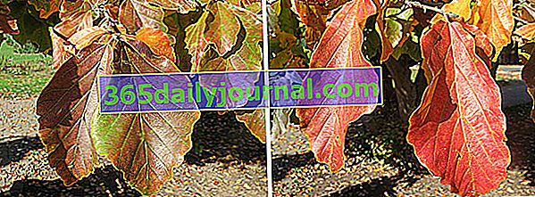 evolución del follaje de otoño del árbol de hierro (Parrotia persica)