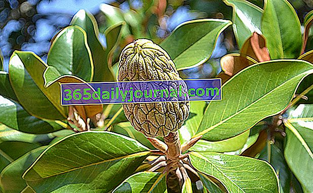 fruto de magnolia de hoja caduca