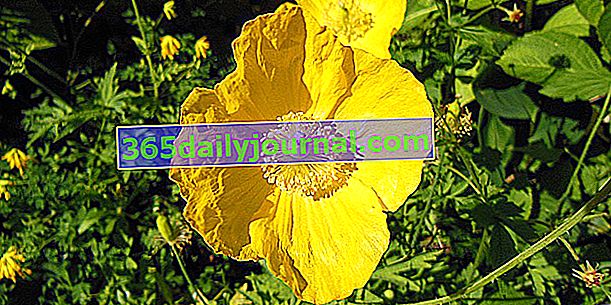 Pirenejski rumeni mak (Meconopsis cambrica), rumeni mak