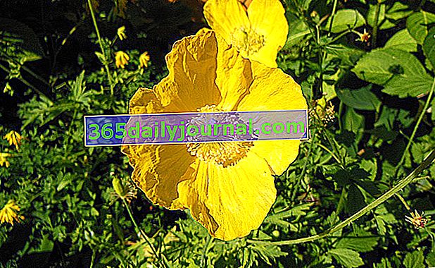Pyrenejský žltý mak (Meconopsis cambrica) žltý mak