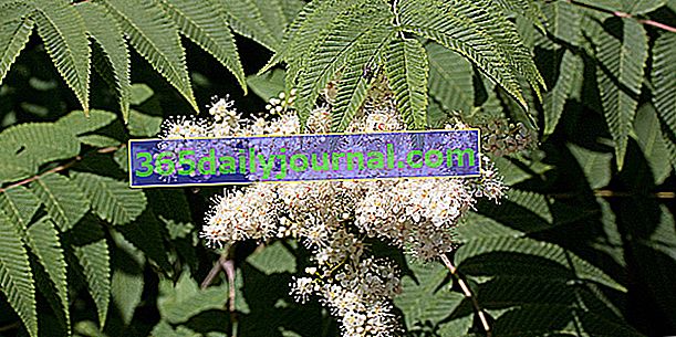 Rowan-listnata rovana (Sorbaria sorbifolia) ali lažna spirea