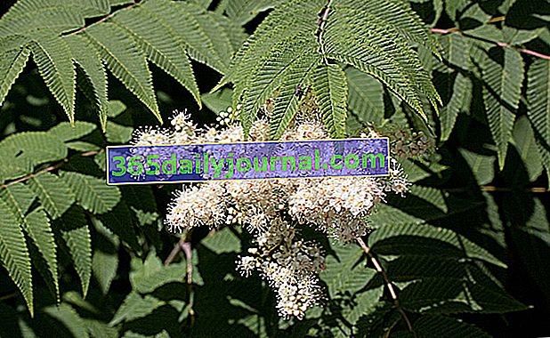 Serbal de hojas de serbal (Sorbaria sorbifolia)