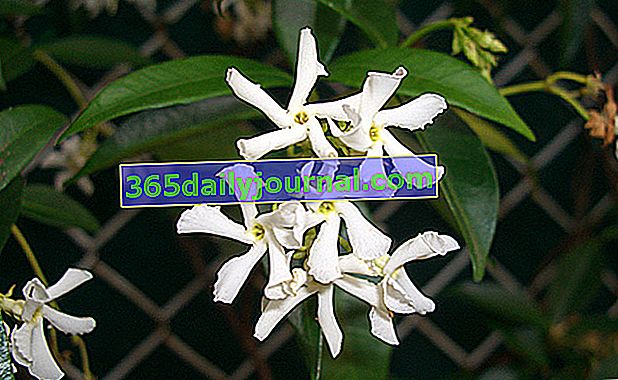 Jazmín estrella (Trachelospermum jasminoides)
