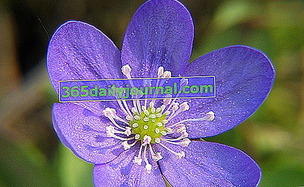 flor de anémona hepática