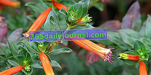 Cigaretová rastlina (Cuphea ignea) alebo cigarový kvet