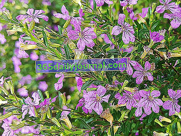 Cuphea hyssopifolia, llamada falsa brezo, brezo mexicano o tomillo del amor