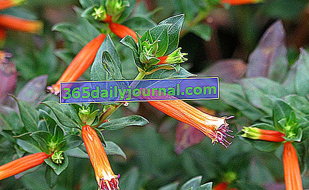 Цигарено растение (Cuphea ignea) или цвете пура