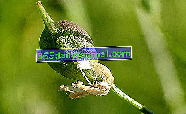 Семена от Camelina sativa, използвани за производство на масло