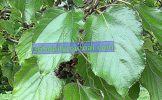 Китайско грозде (Hovenia dulcis) или сладка ховения 