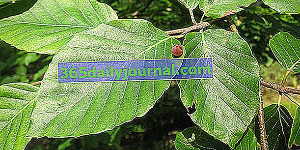 Бук звичайний (Fagus sylvatica), широко поширений у лісі