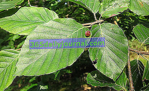 Обикновен бук (Fagus sylvatica), широко разпространен в гората