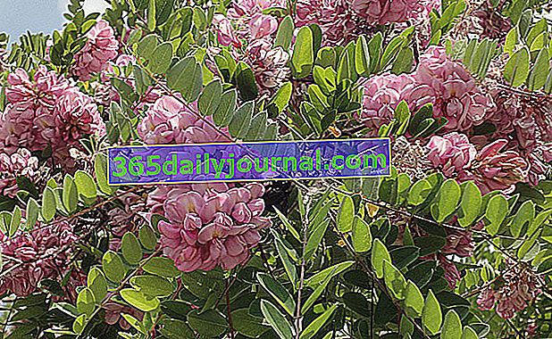 Ružová akácia (Robinia hispida), žiarivo ružový kvet
