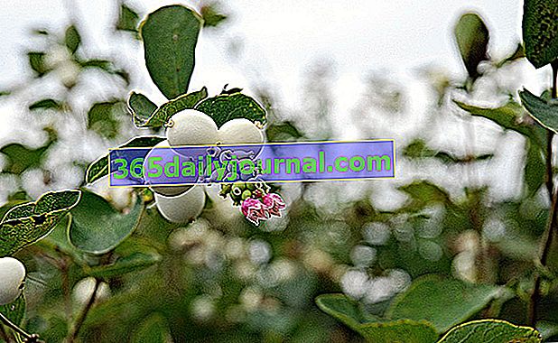 Snowberry (Symphoricarpos), beyaz topların meyveleri