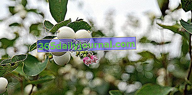 Snowberry (Symphoricarpos), jagode belih kroglic