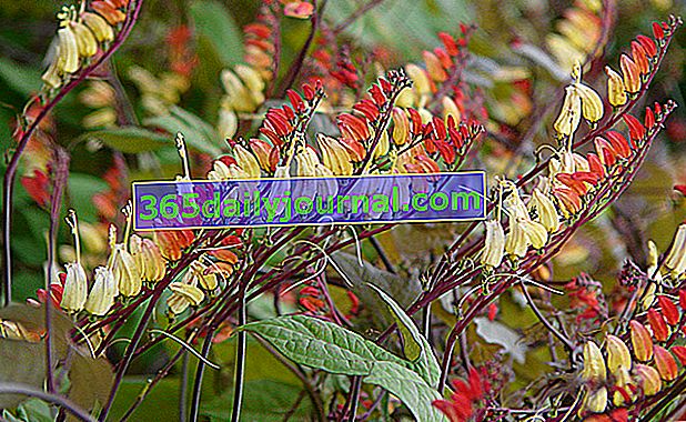 Индийско перо (Ipomoea versicolor), или quamoclit lobata