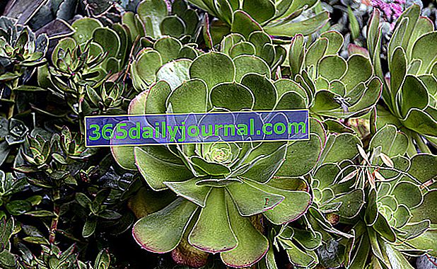 Aeonium ali Megalonium: rozete sočnic