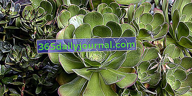 Aeonium ali Megalonium: rozete sočnic