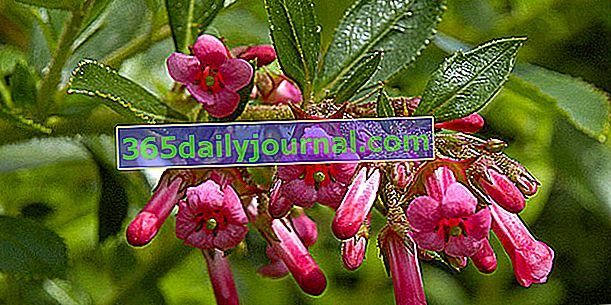 Escallonia (Escallonia Spp.), Na kvitnúci živý plot