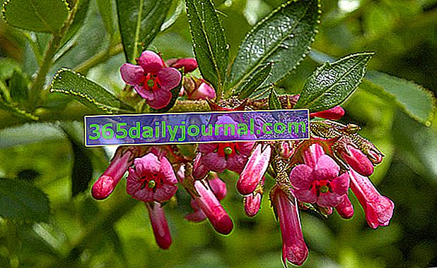 Escallonia (Escallonia Spp.), Para seto floreciente