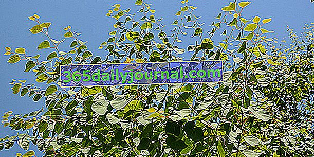 Stablo karamele (Cercidiphyllum japonicum), za brzu hladovinu