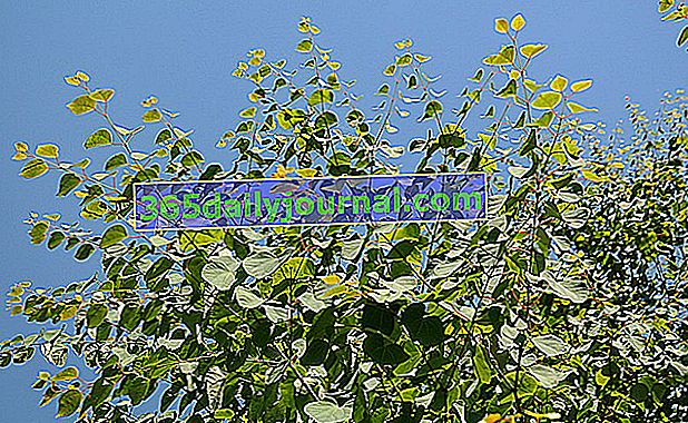 Karamel (Cercidiphyllum japonicum) nebo katsura