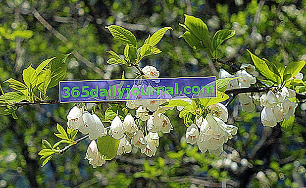 Srebrny dzwonek (Halesia carolina), przebiśniegi drzewne