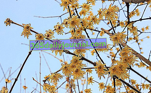 Chimonanthus fragante (Chimonanthus), una floración de invierno