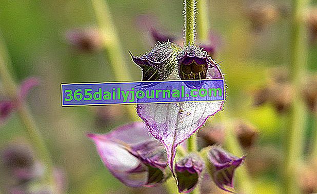 Clary šalvia (Salvia sclarea), všetko dobré