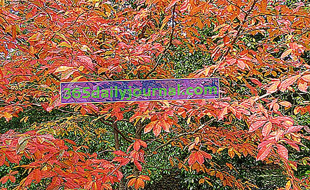 Tupelo (Nyssa sylvatica) con colores vibrantes en el otoño