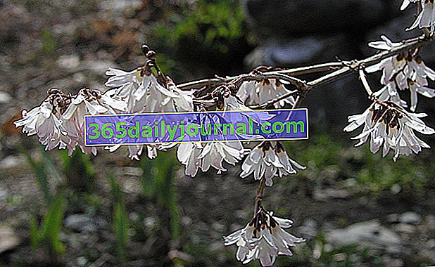 Zimní kvetoucí korejská bílá zlatice (Abeliophyllum distichum)
