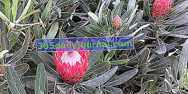 Protea (Protea 'Pink Ice'), kwitnąca z różowymi wypustkami