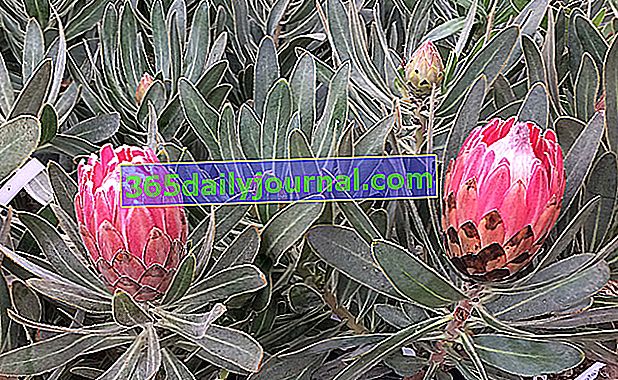 Протея (Protea 'Pink Ice'), цъфтяща с розови прицветници