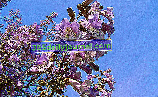 Paulownia (Paulownia tomentosa) en el jardín