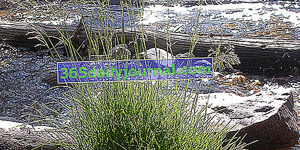 Canche cespiteuse (Deschampsia cespitosa), hierba muy resistente