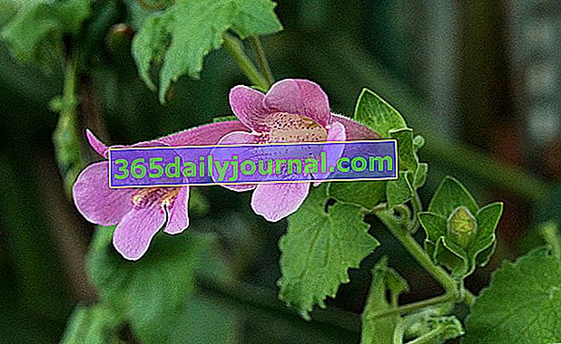 asarin trepadora, una planta perenne cultivada como anual
