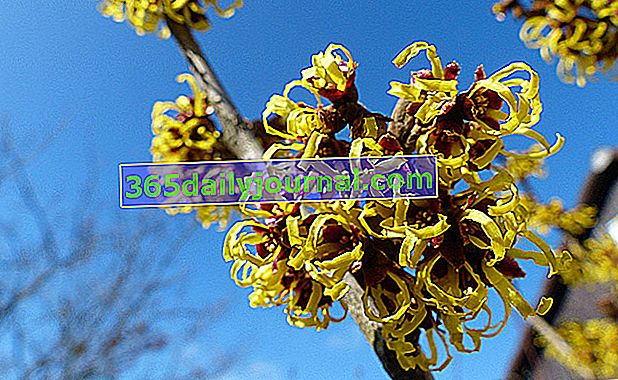 Hamamel - Pekná vonkajšia rastlina počas zimy