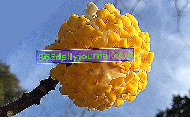 Na konci zimy kvitne papierový kríček (Edgeworthia chrysantha)