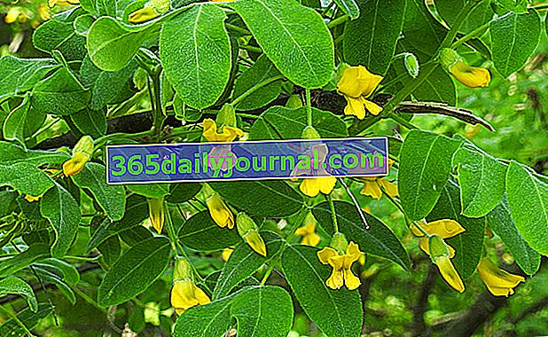 Acacia amarilla (Caragana arborescens), pea tree o melocotonero siberiano