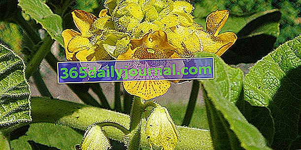 Коготь дьявола (Ibicella lutea), съедобное плотоядное растение