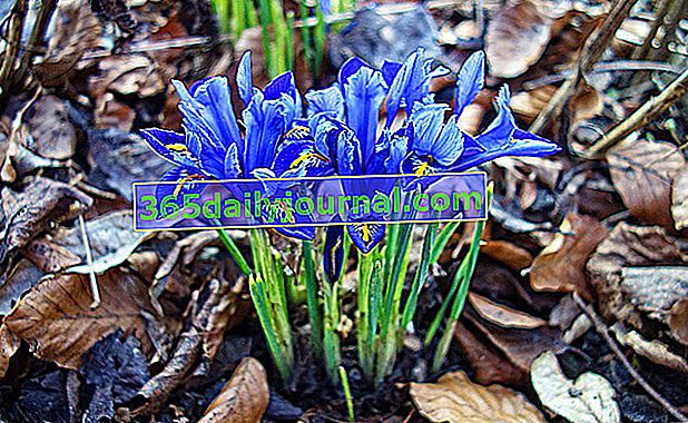 Cibule iris (Iris reticulata), květy v zimě