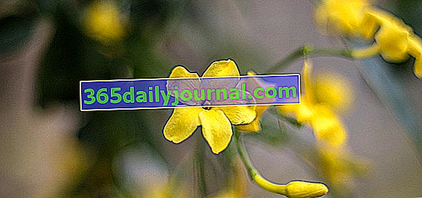 jazmín de invierno (Jasminum nudiflorum)