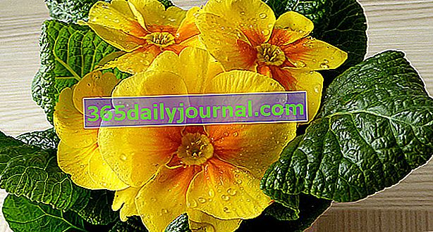 примула садовая (Primula vulgaris)