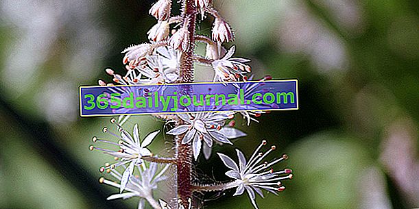 Tiarelle (Tiarella cordifolia), invazivní půdní kryt