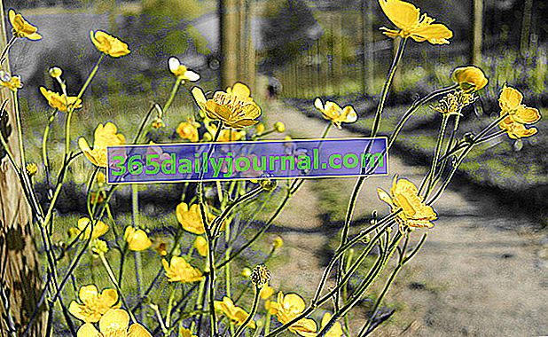 Buttercup (Ranunculus repens)